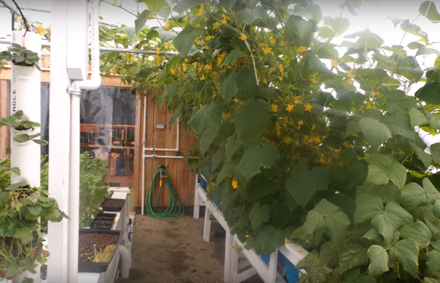 An Awesome Aquaponics Greenhouse Build From Start To Finish...