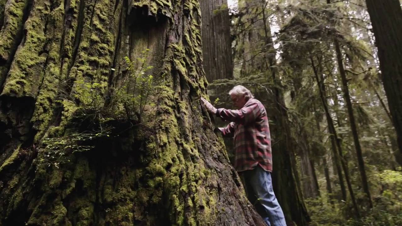 Man Inspired By A Near-Death Experience Is On A Personal Quest To Reforest Our Planet...
