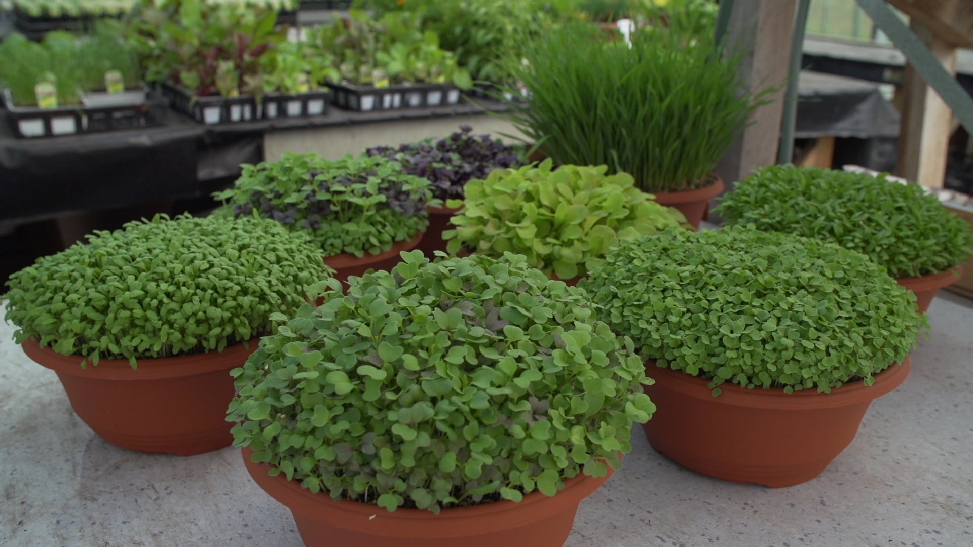 How To Grow Microgreens And The Benefits Of Wheatgrass...