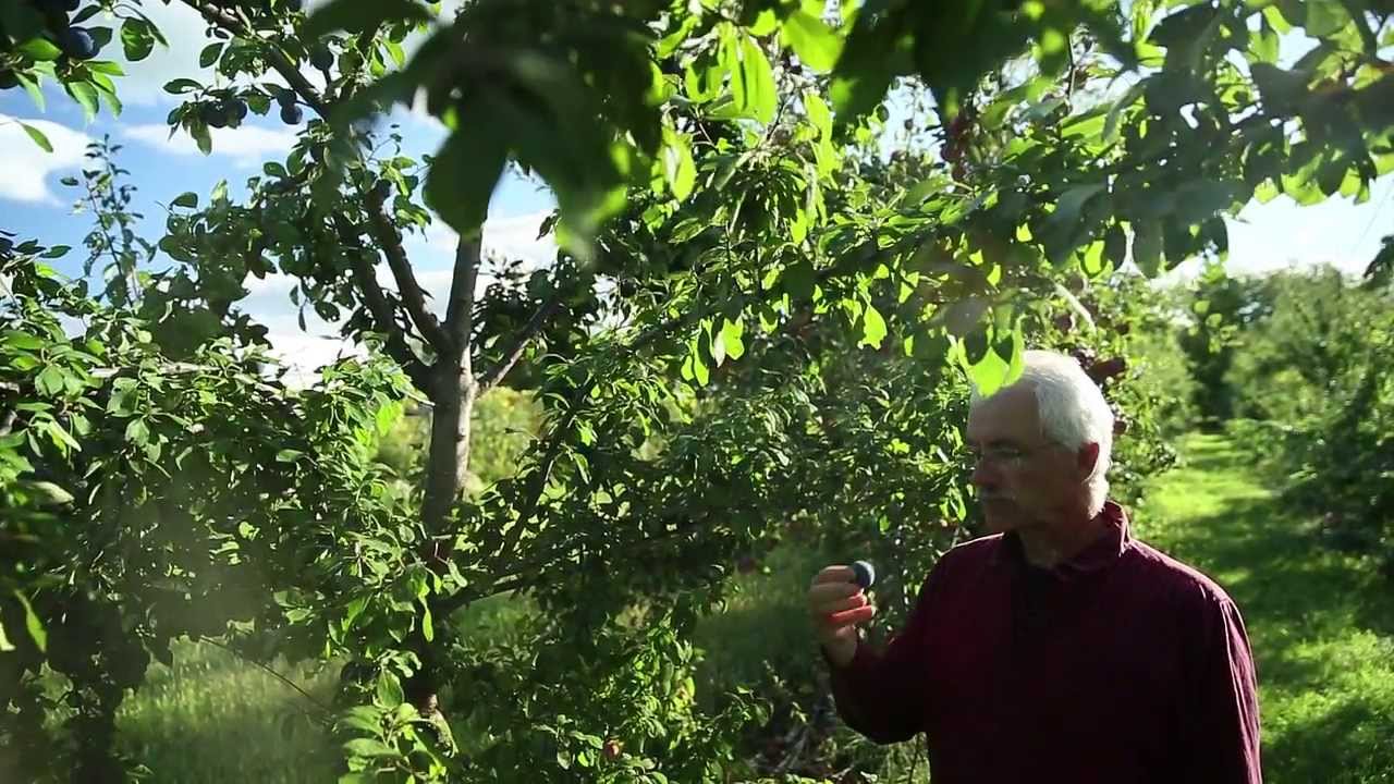 Miracle Farms, A 5-acre Commercial Permaculture Orchard In Southern Quebec, Canada...