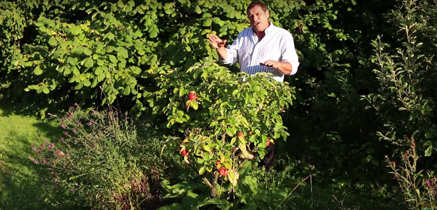 A 25 Year Old Abundant Permaculture Forest Garden...