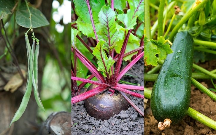 9 Of The Fastest Growing Veggies You Can Harvest In No Time...