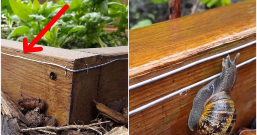 How To Make A 9 Volt Electric Fence To Keep Snails & Slug’s Out Of Your Garden Beds...