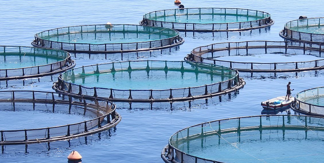 We Must Start Using The Ocean As Farmers Instead Of Hunters – The Case For Fish Farming...