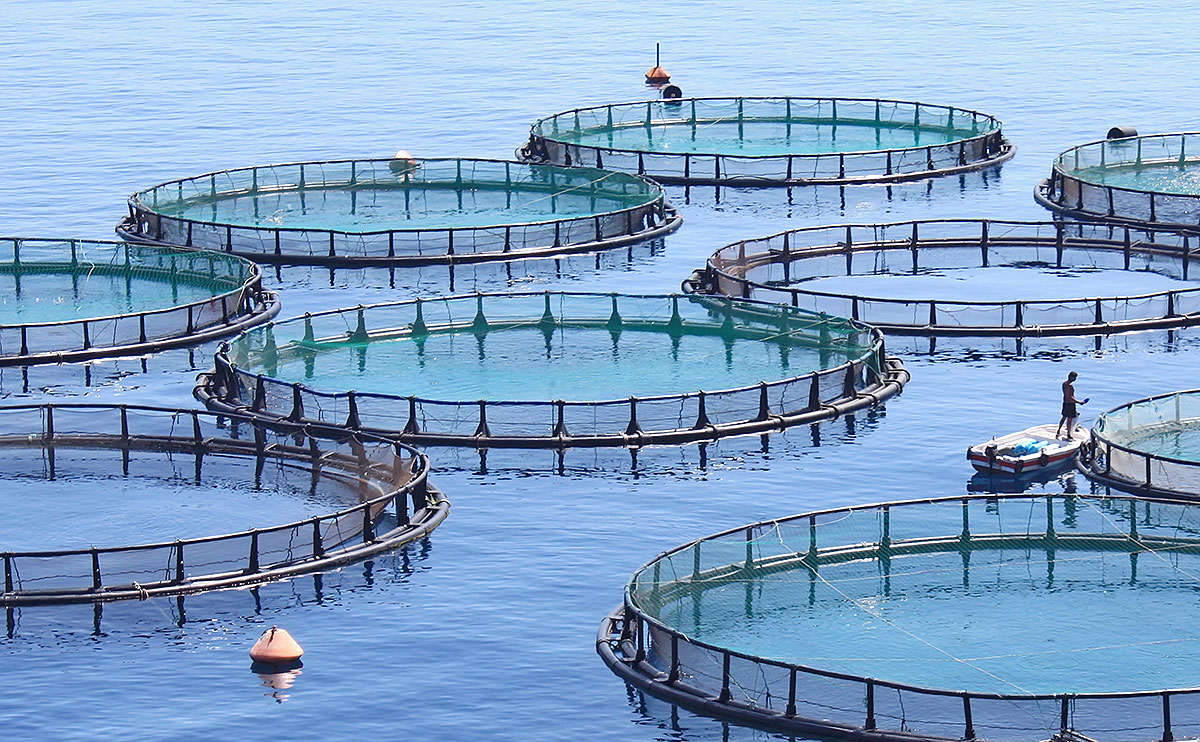 We Must Start Using The Ocean As Farmers Instead Of Hunters – The Case For Fish Farming...