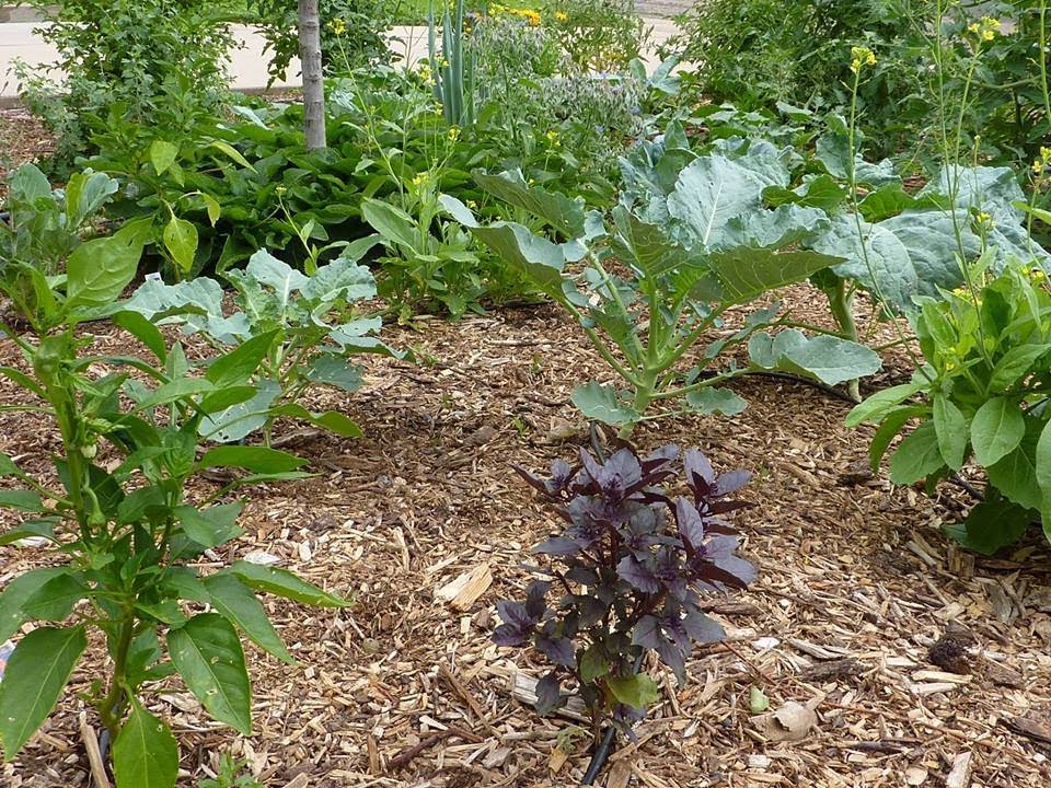 A Tour Of A Front Yard Edible Mini Food Forest in Denver, Colorado...