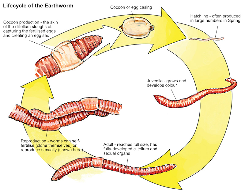 Vermicomposting Toilets: Low Tech Approach For Ecofriendly Human Waste Disposal...