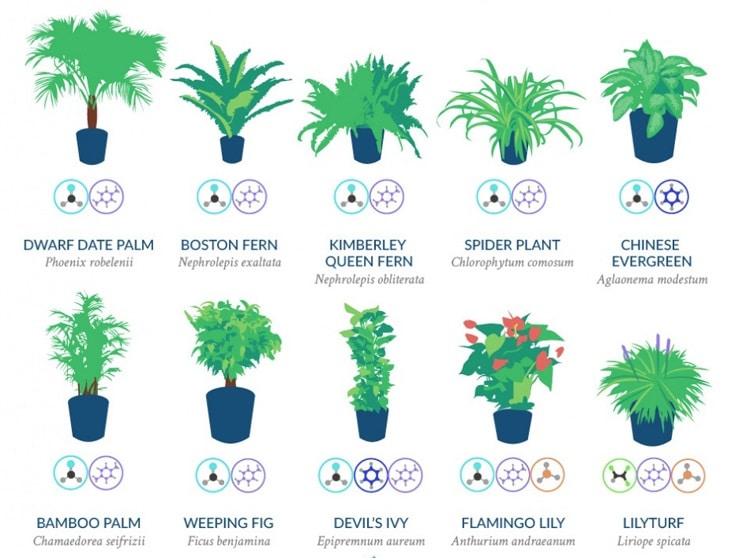 Best Air-Cleaning Plants For Your Home According To NASA...