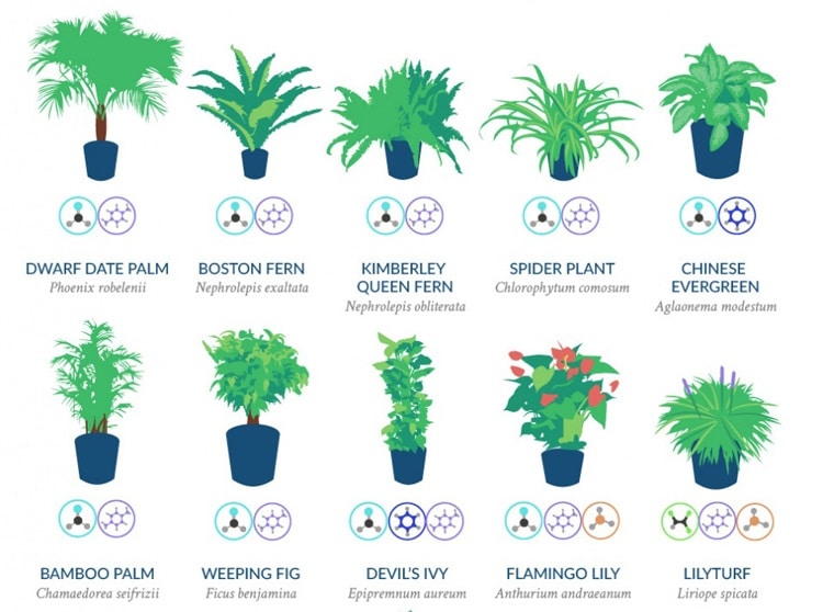 Best Air-Cleaning Plants For Your Home According To NASA...