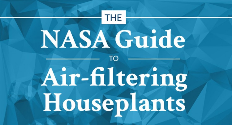 Best Air-Cleaning Plants For Your Home According To NASA...