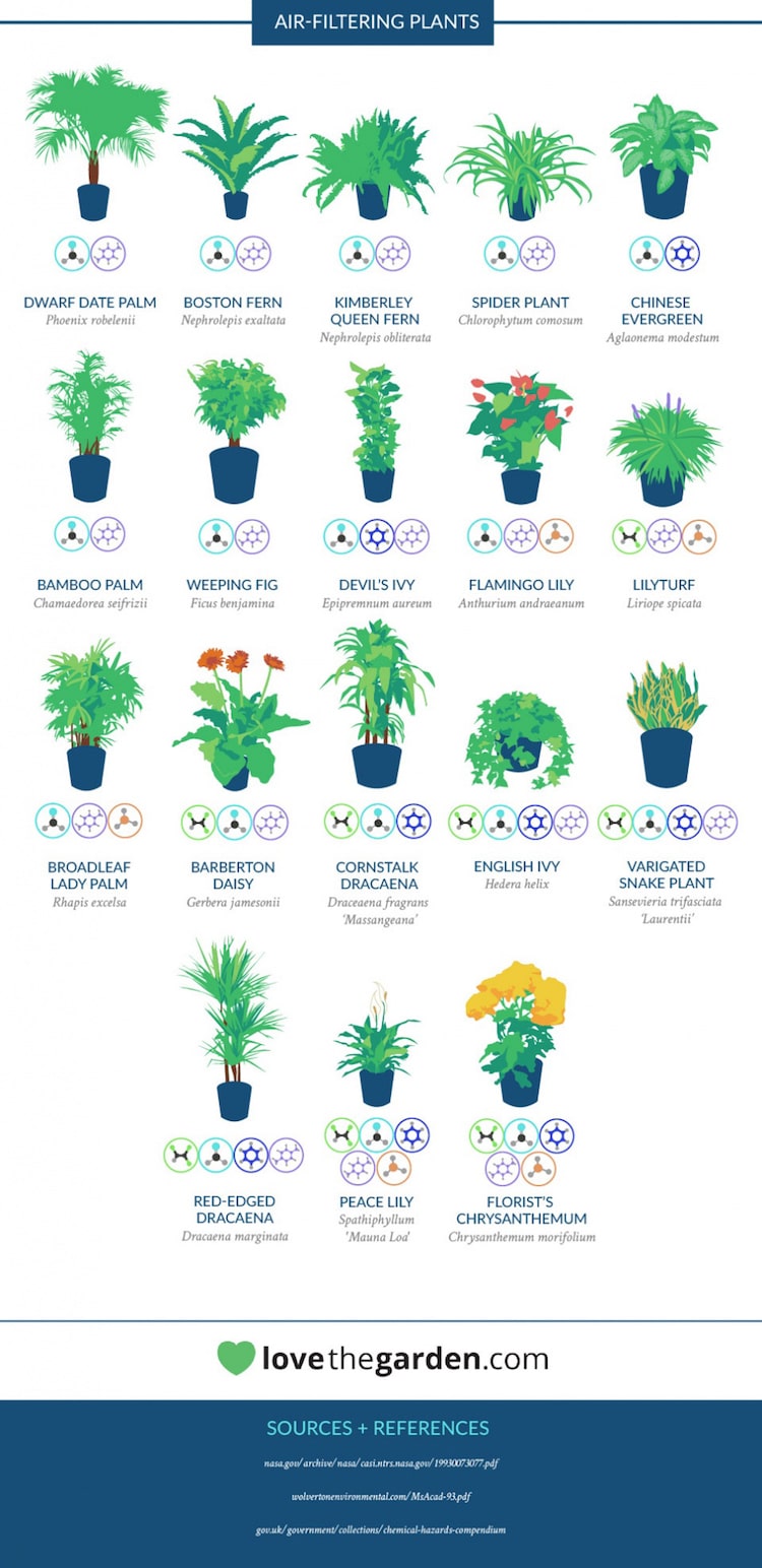Best Air-Cleaning Plants For Your Home According To NASA...