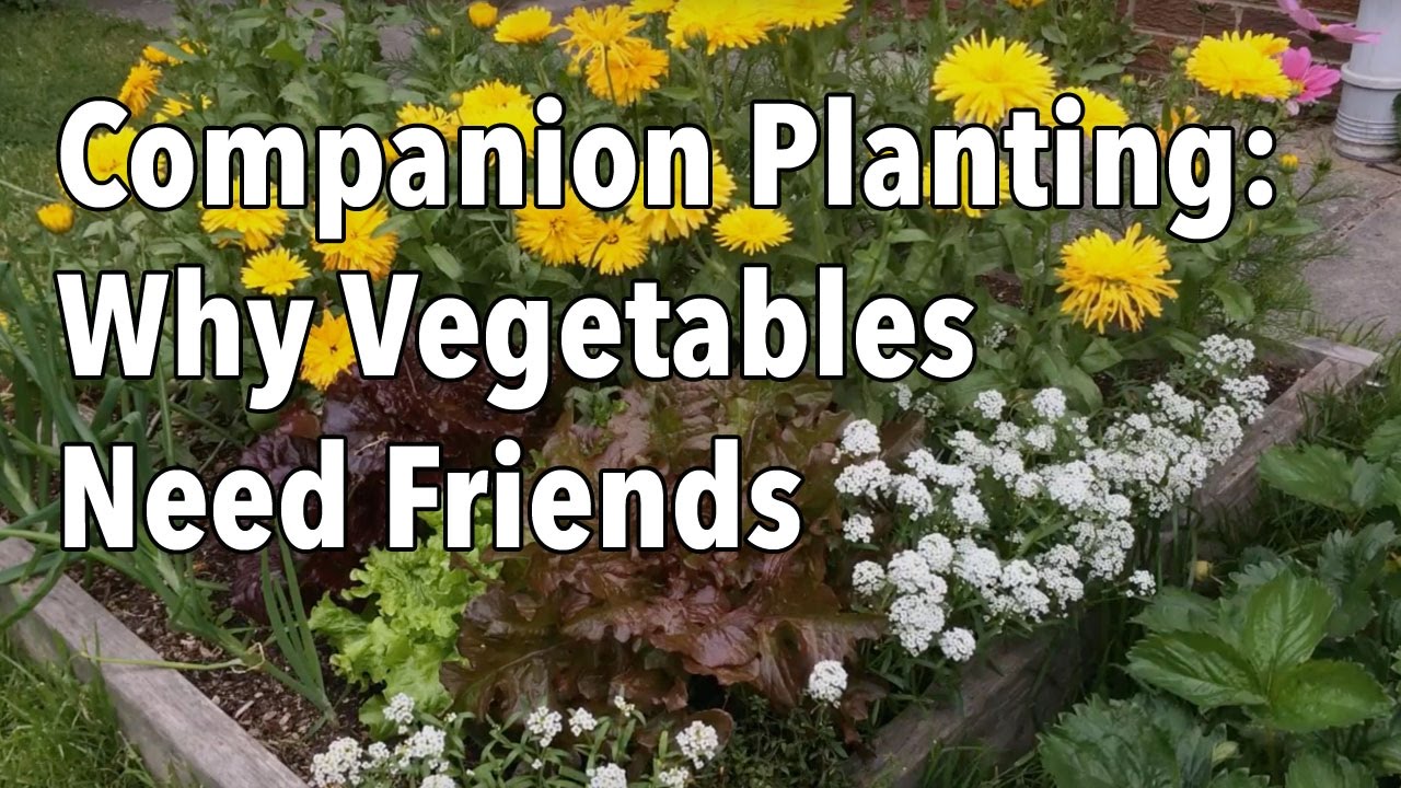 Companion Planting Flowers With Vegetables...
