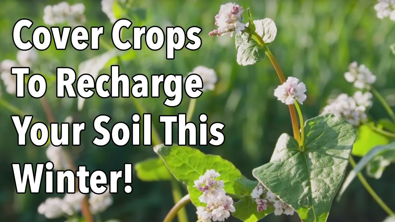 Cover Crops To Recharge Your Soil This Winter...