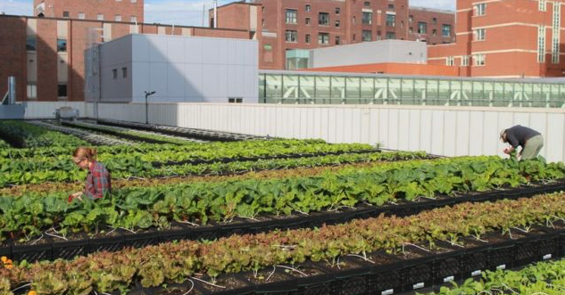 Hospital Constructs Biggest Organic Rooftop Farm In Boston...