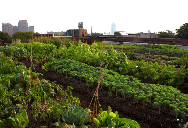 Hospital Constructs Biggest Organic Rooftop Farm In Boston...