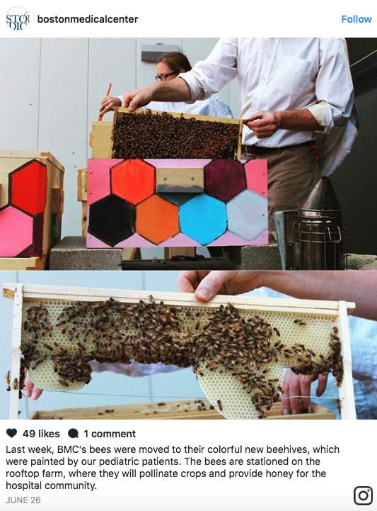 Hospital Constructs Biggest Organic Rooftop Farm In Boston...