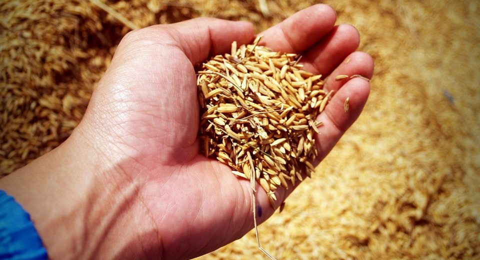 Organic Rice Crop Yields Debunk Myth GMOs Are Needed To Feed The World...