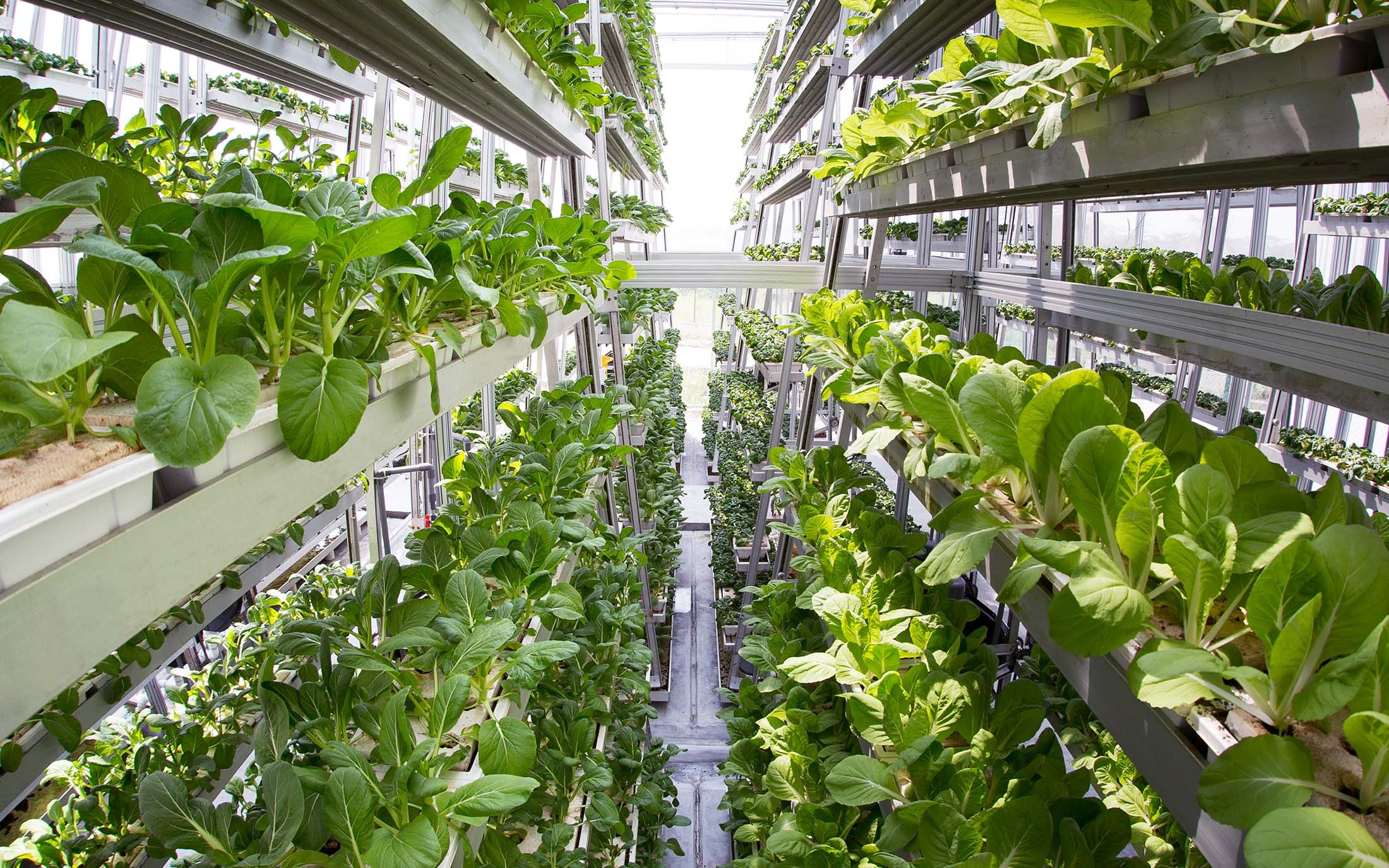 The Rise Of Vertical Farming As A Solution To Feed The World...