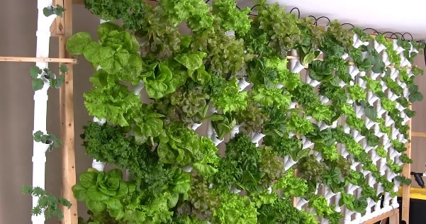 Basement Hydroponic Vertical Tower Garden Produces 133 Heads Of Lettuce...