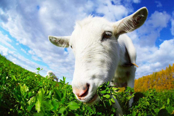 Goats Eat Weeds – Using Goats For Vegetation Management...