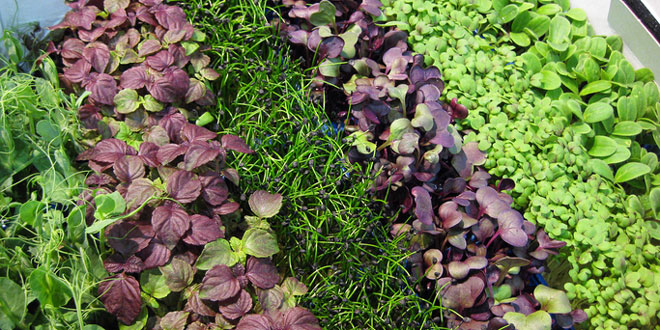 Small Commercial Microgreen Production – Getting $20-$30 Per Flat...
