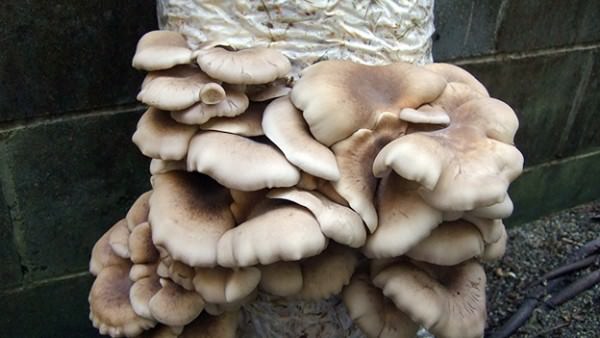 How To Grow Oyster Mushrooms From Used Coffee Grounds Cheap & Easy...