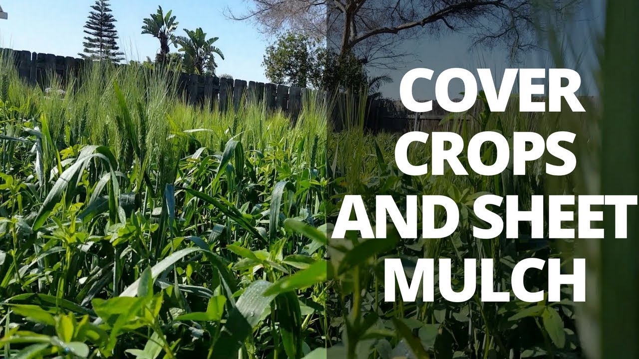 Barren To Fertile Soil: Using Cover Crops & Sheet Mulching...