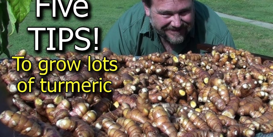 5 Tips To Grow A Ton Of Turmeric In Just 3 Square Feet Of Garden Bed...