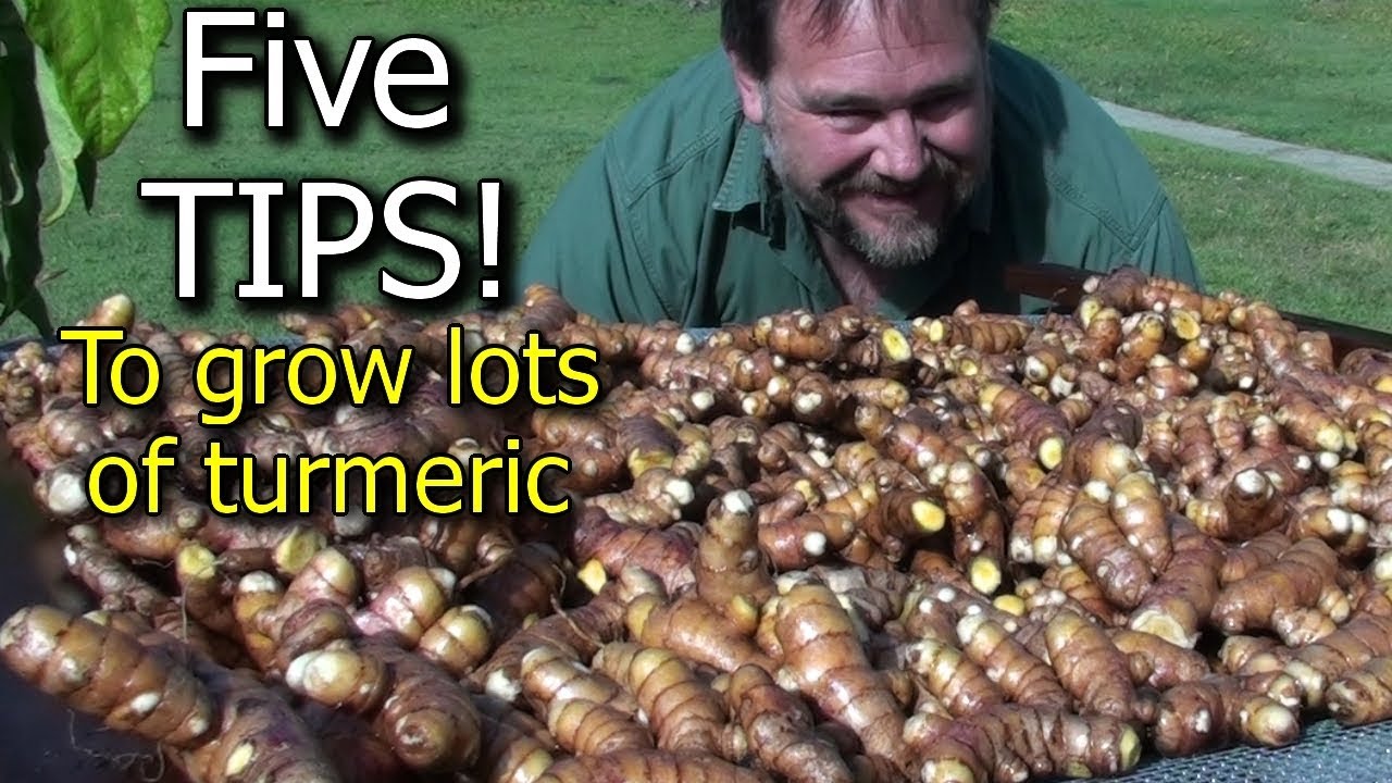 5 Tips To Grow A Ton Of Turmeric In Just 3 Square Feet Of Garden Bed...