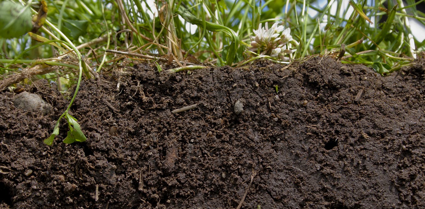 Healthy Soil Is The Real Key To Feeding The World...
