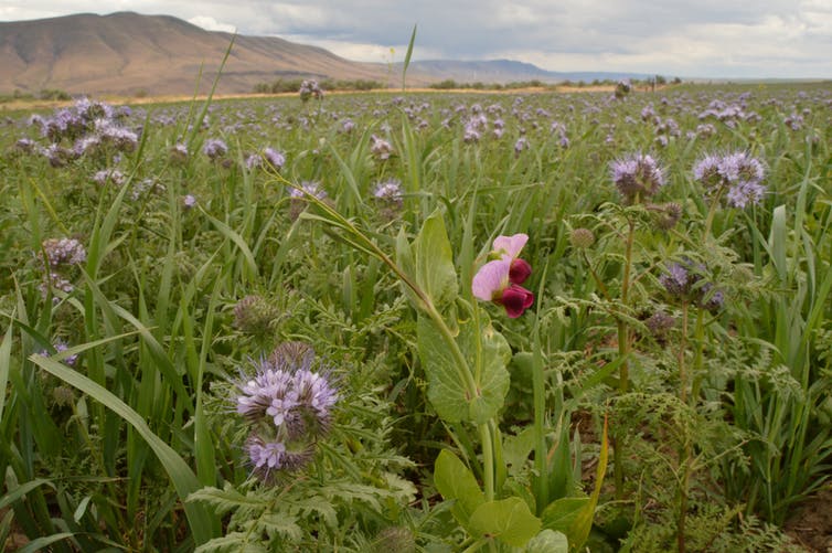 Healthy Soil Is The Real Key To Feeding The World...