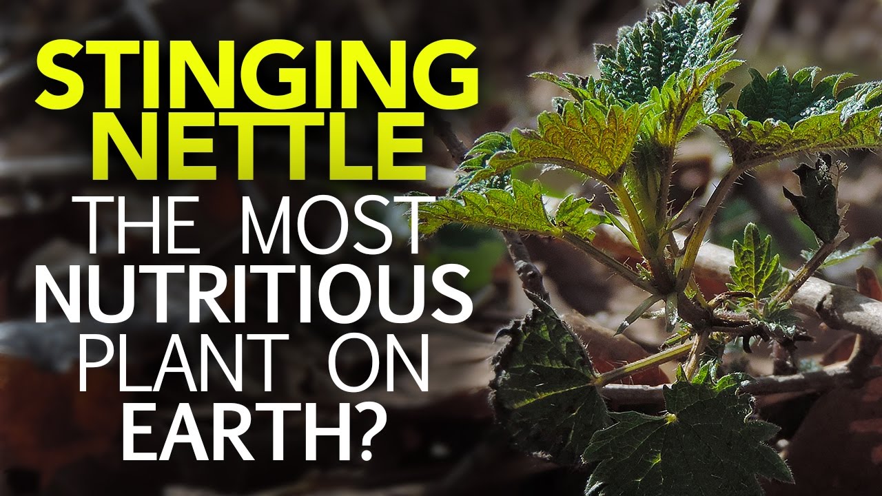 Stinging Nettle – The Most Nutritious Plant On Earth?