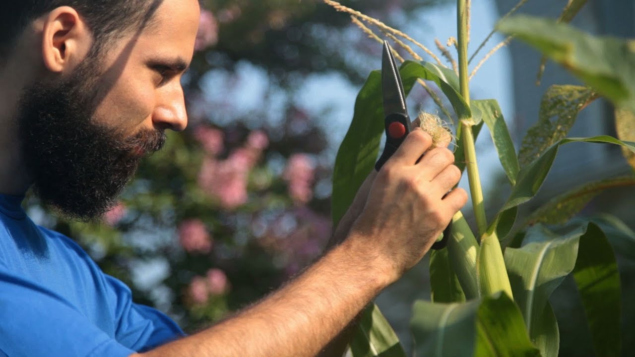 Tons Of Vegetables Planted In Tiny Garden Food Forest Using Polyculture...