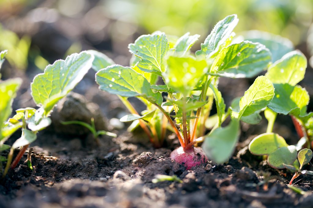 High Yields: 6 Proven Strategies To Boost Garden Harvests...