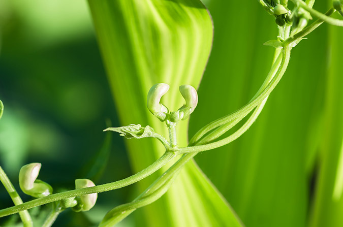 Three Sisters Gardens: Grow More Food With Less Work...