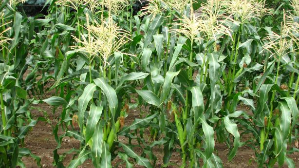 Growing Sweet Corn From Start To Finish Plus Double Your Harvest...