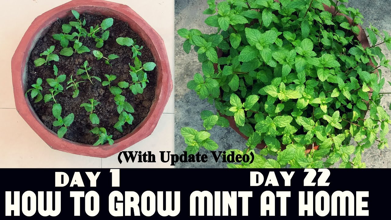 How To Grow Mint At Home Fast & Easy...