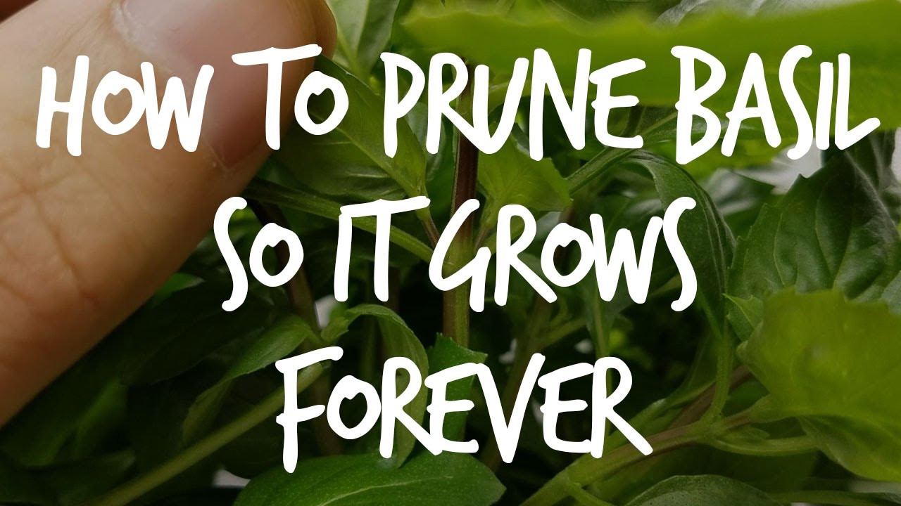 How To Prune Basil So It Grows Forever...