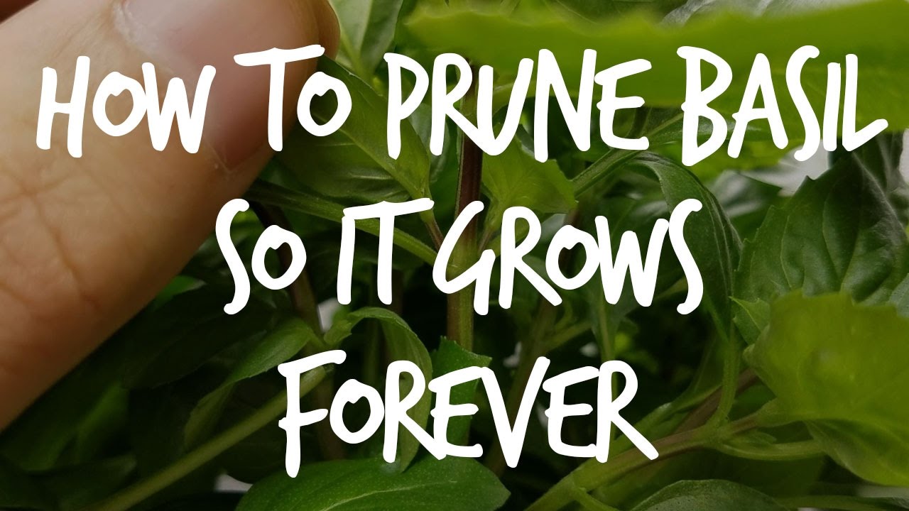 How To Prune Basil So It Grows Forever...