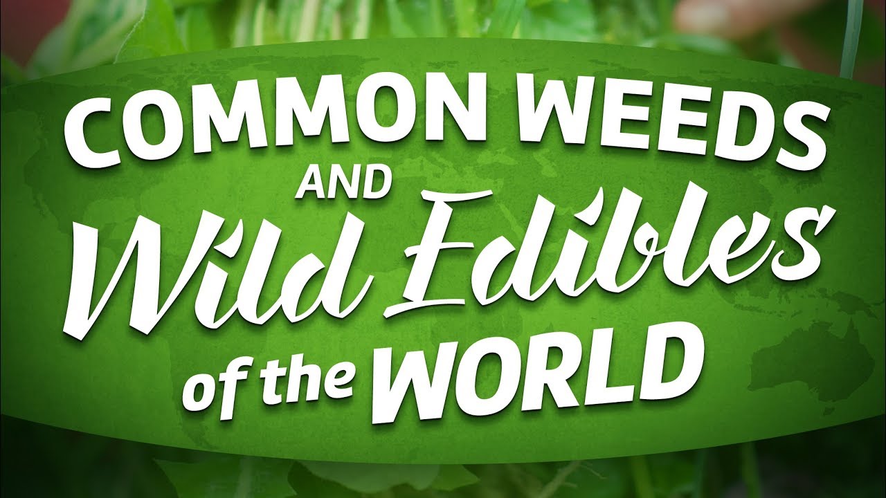 Common Weeds & Wild Edibles Of The World Full Movie About Foraging...