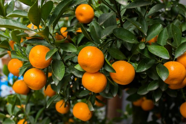 Complete Guide To Easily Growing Citrus Trees Indoors...