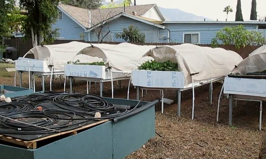 Backyard Aquaponics As A Self-Sustaining Farm In Suburban LA...