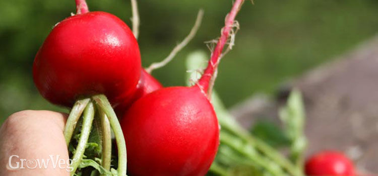Quick-Maturing Plants: 5 Fast Growing Vegetables To Try...