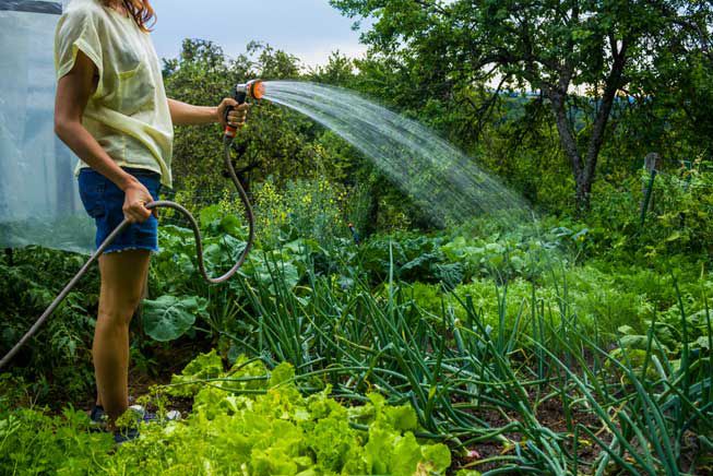 Best Garden Hoses To Buy For Watering The Garden...