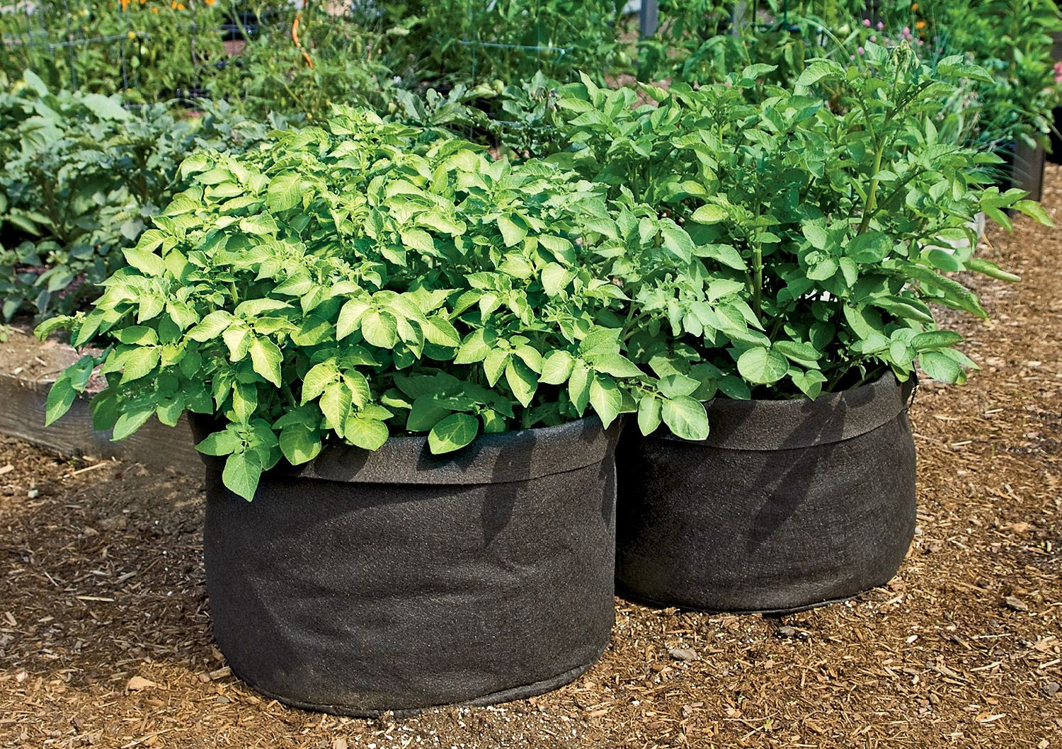 Best Selling Grow Bags & Fabric Plant Pots - Reviews...