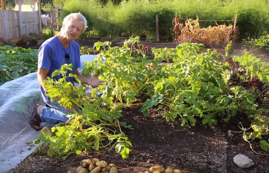 Growing “No Dig” Potatoes From Seed To Harvest...