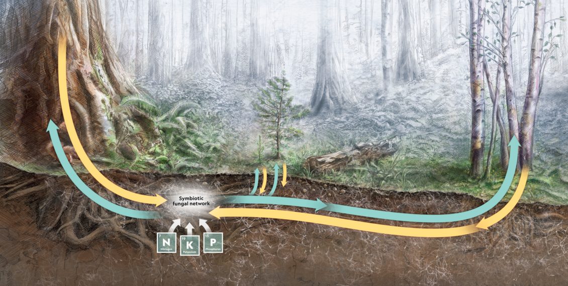 How Trees Secretly Talk To Each Other In The Forest… Eco Snippets