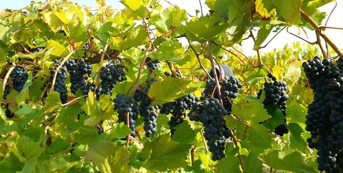 Turn A Few Grape Vines Into An Entire Vineyard In A Couple Weeks With