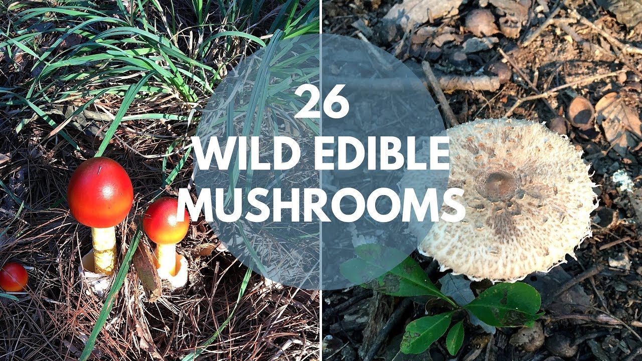 26 Wild Mushrooms You Can Forage For & Eat...
