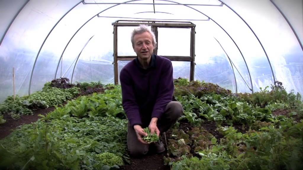 How To Grow Lettuce: Sowing, Planting, Protecting & Picking Method...